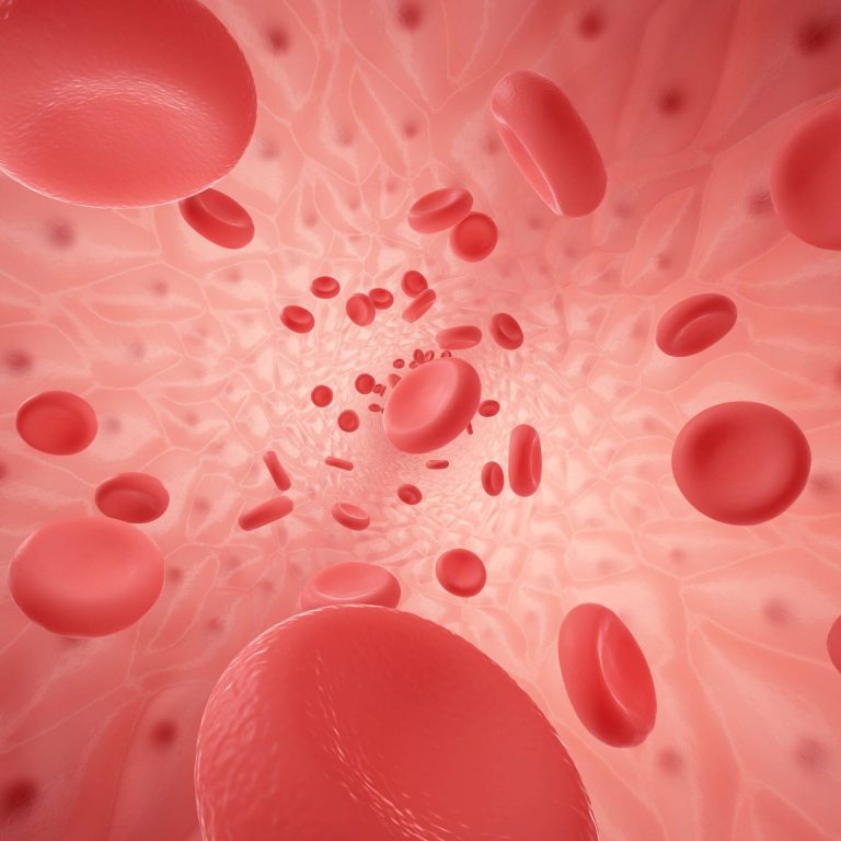 human-vessel-with-erythrocyte-min
